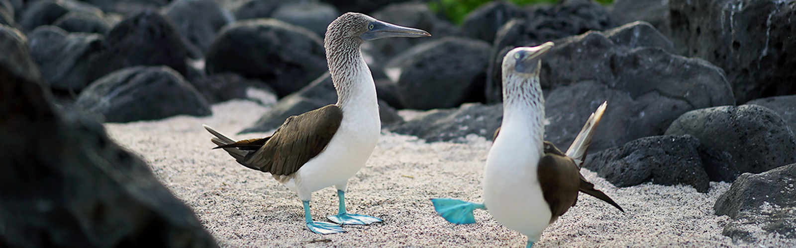 Zoomed in view of small birds in the sand. They are surrounded by volcanic rocks and looking awayfrom the camera.